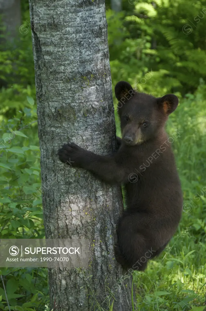 American black bear cub, Ursus americanus, cinnamon color phase. Climbing tree. North America.