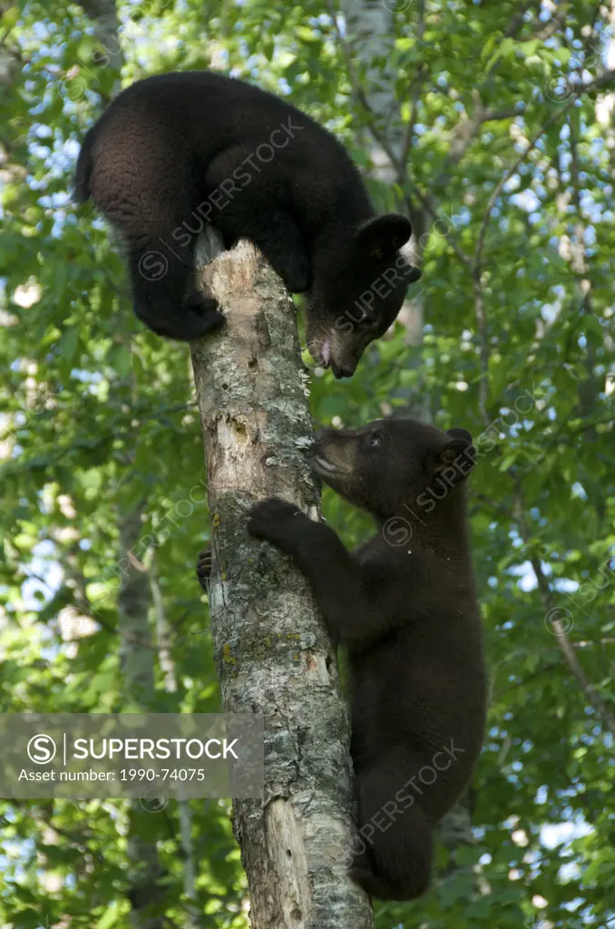 American black bear, Ursus americanus, cubs, siblings playing in spring forest. North America.