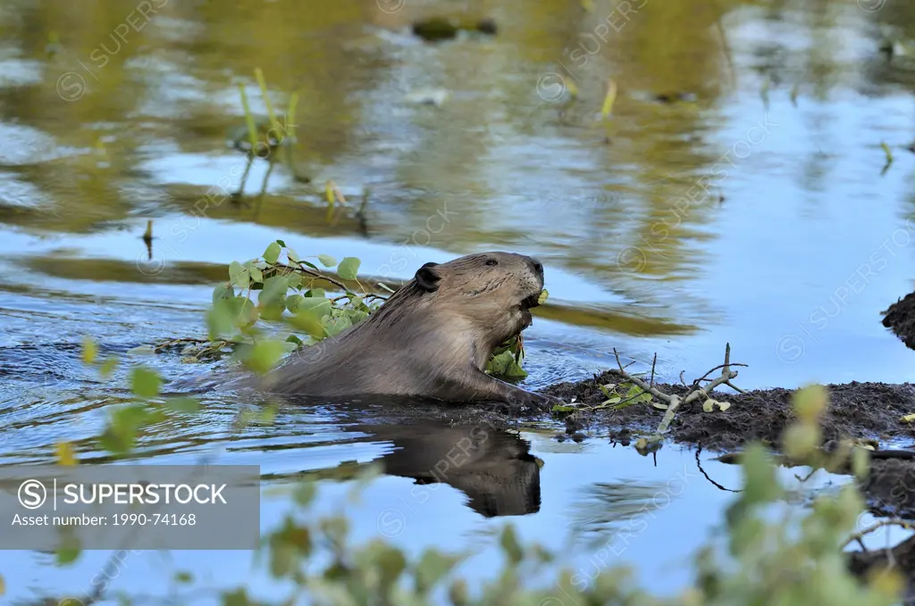 An adult beaver climbing out of the water pulling a tree branch with his teeth