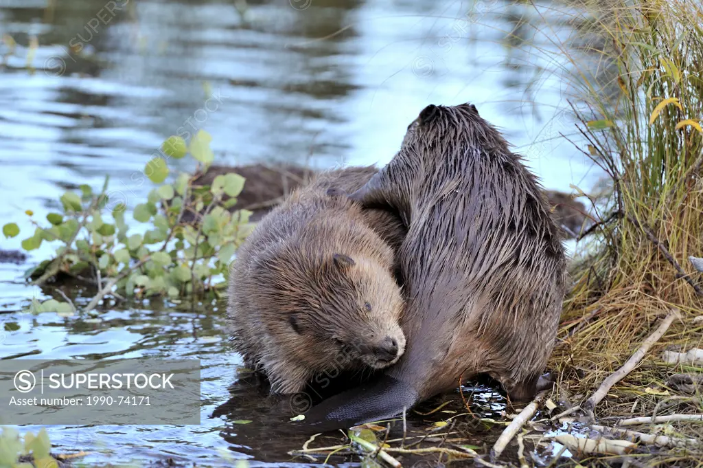 Two beavers grooming each other on a floating peice of marsh grass.