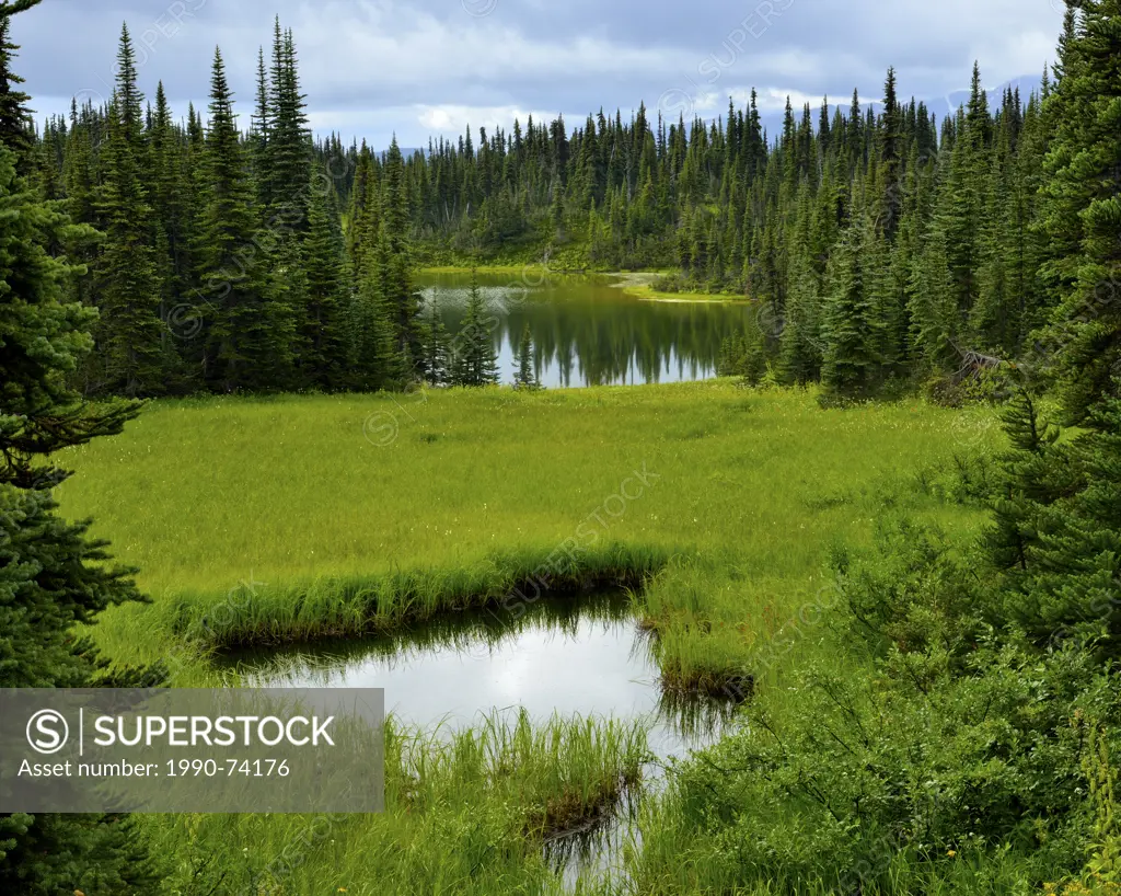 Small ponds of fresh water adorn the high alping meadows of the Hudson Bay mountain range in northern British Columbia Canada providing moisture for t...