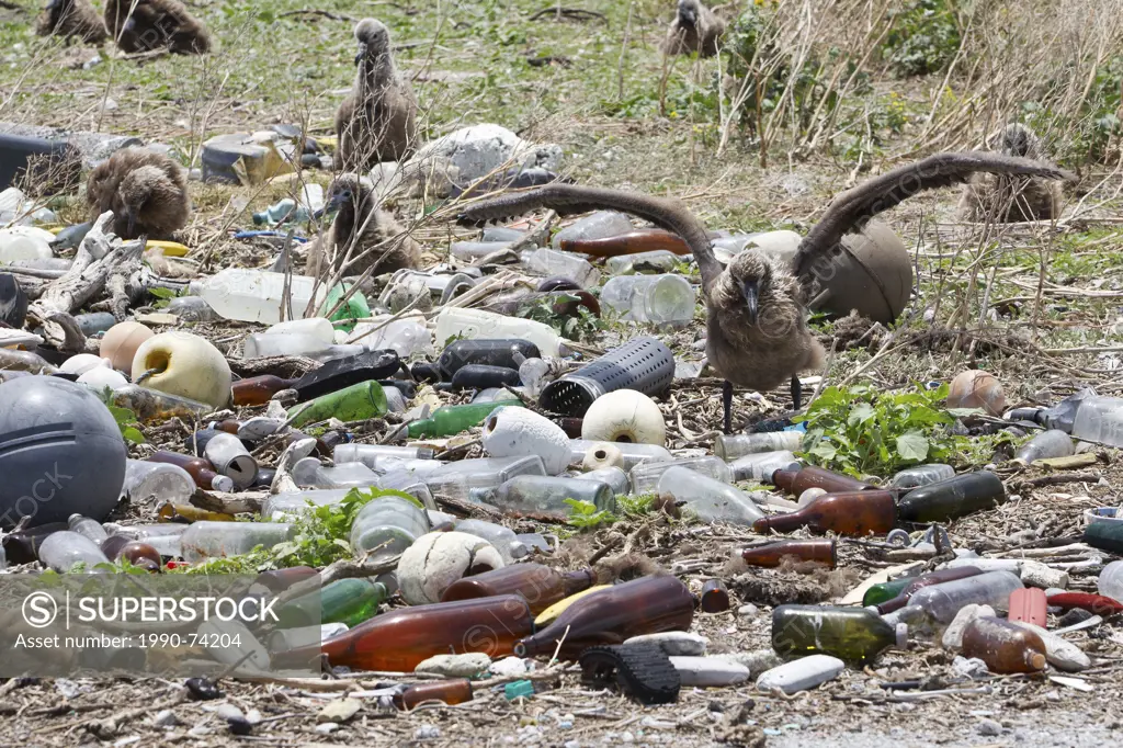 Laysan albatross (Phoebastria immutabilis), nesting colony, and plastic garbage collected from research plot to assess plastic pollution, Eastern Isla...