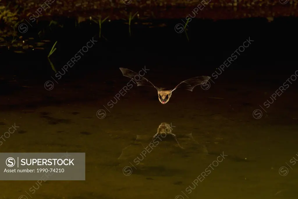 Big brown bat (Eptesicus fuscus), drinking, Elephant Head Pond, Amado, Arizona.