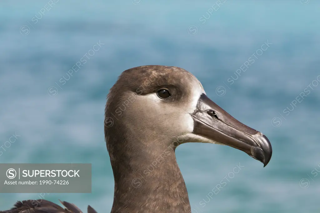 Black-footed albatross (Phoebastria nigripes), Sand Island, Midway Atoll National Wildlife Refuge, Northwest Hawaiian Islands. This species is listed ...