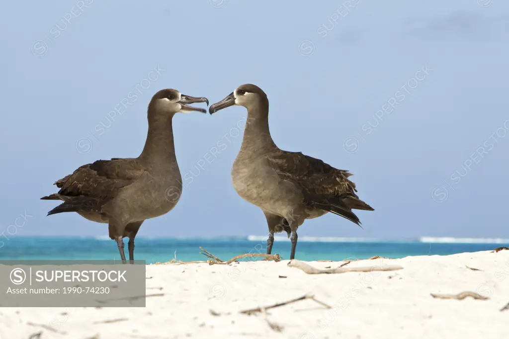 Black-footed albatross (Phoebastria nigripes), courtship, Sand Island, Midway Atoll National Wildlife Refuge, Northwest Hawaiian Islands. This species...