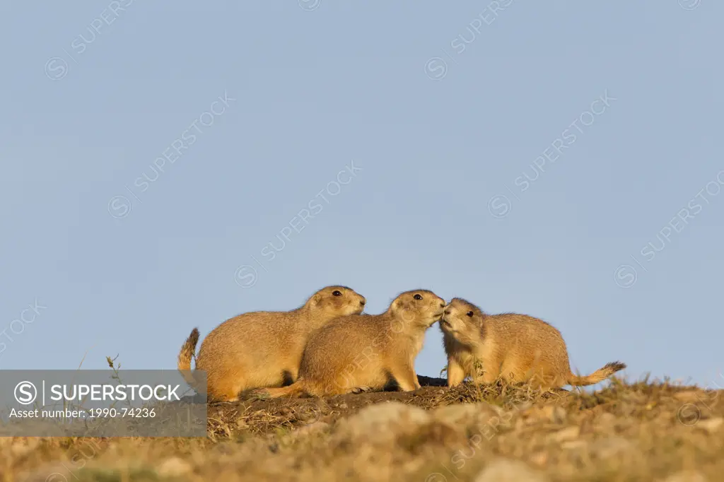 Black-tailed prairie dogs (Cynomys ludovicianus), with two nuzzling at burrow entrance, Wind Cave National Park, South Dakota.