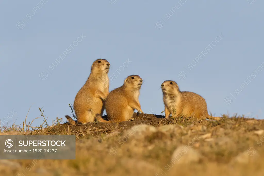 Black-tailed prairie dogs (Cynomys ludovicianus), at burrow entrance, Wind Cave National Park, South Dakota.