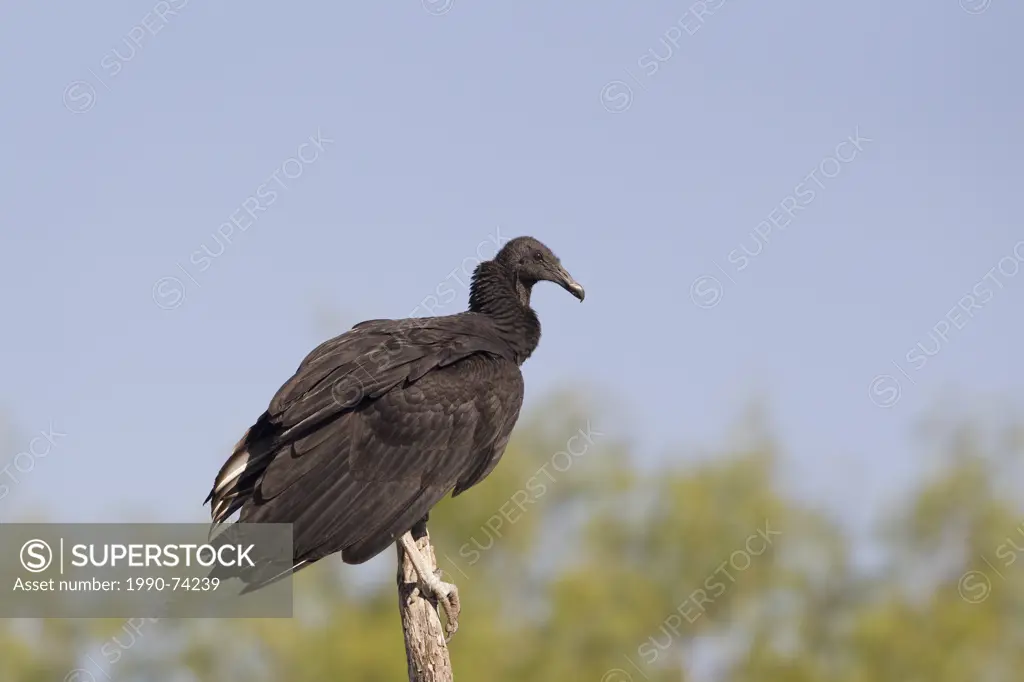 Black vulture (Coragyps atratus), Martin Refuge, near Edinburg, South Texas.