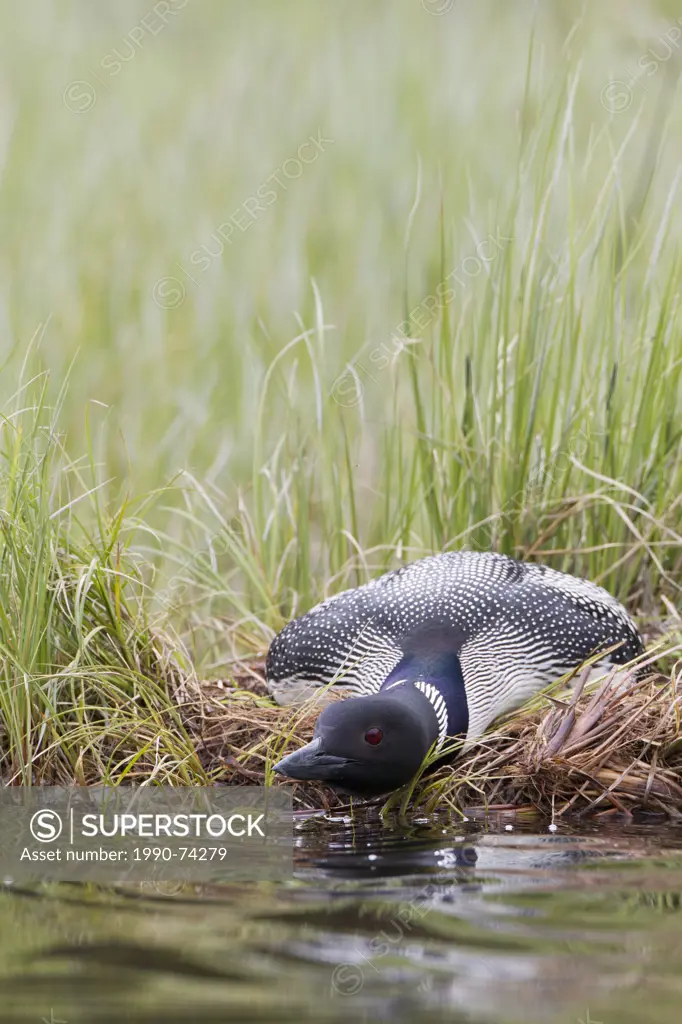 Common loon (Gavia immer), on nest, with head low in 'hangover position' to avoid detection, interior British Columbia.