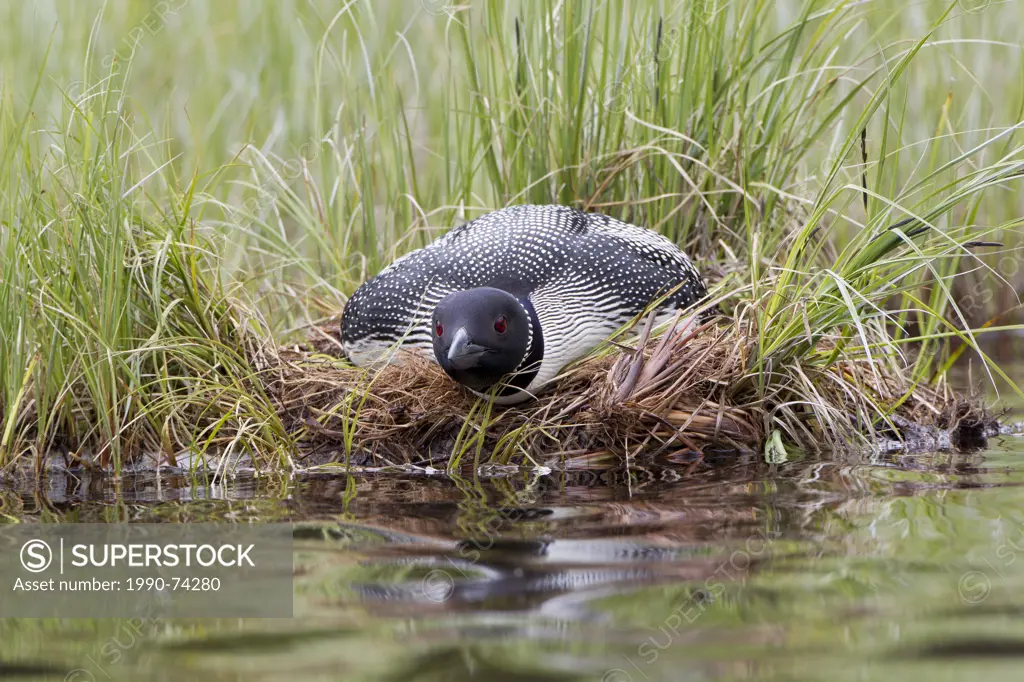 Common loon (Gavia immer), on nest, with head low in 'hangover position' to avoid detection, interior British Columbia.