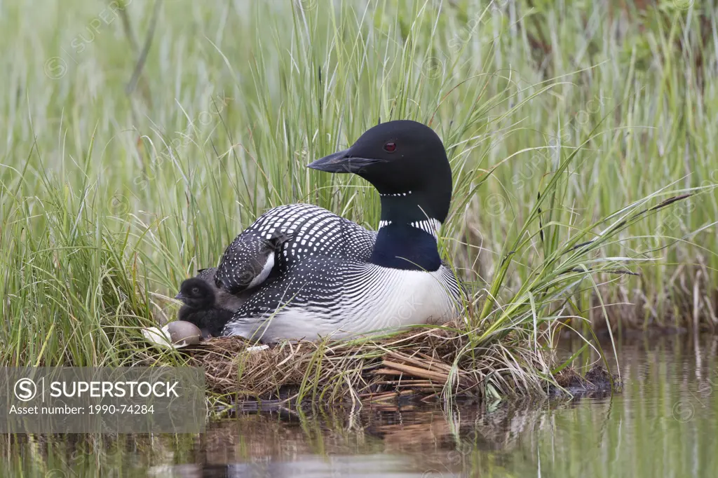 Common loon (Gavia immer), adult with chick on nest, interior British Columbia. The less-than-a-day old chick is next to the empty egg shell. The adul...