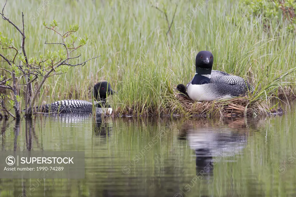 Common loon (Gavia immer), pair at nest, interior British Columbia. Nest contains newly hatched chick (by sitting adult's breast) and unhatched egg. S...