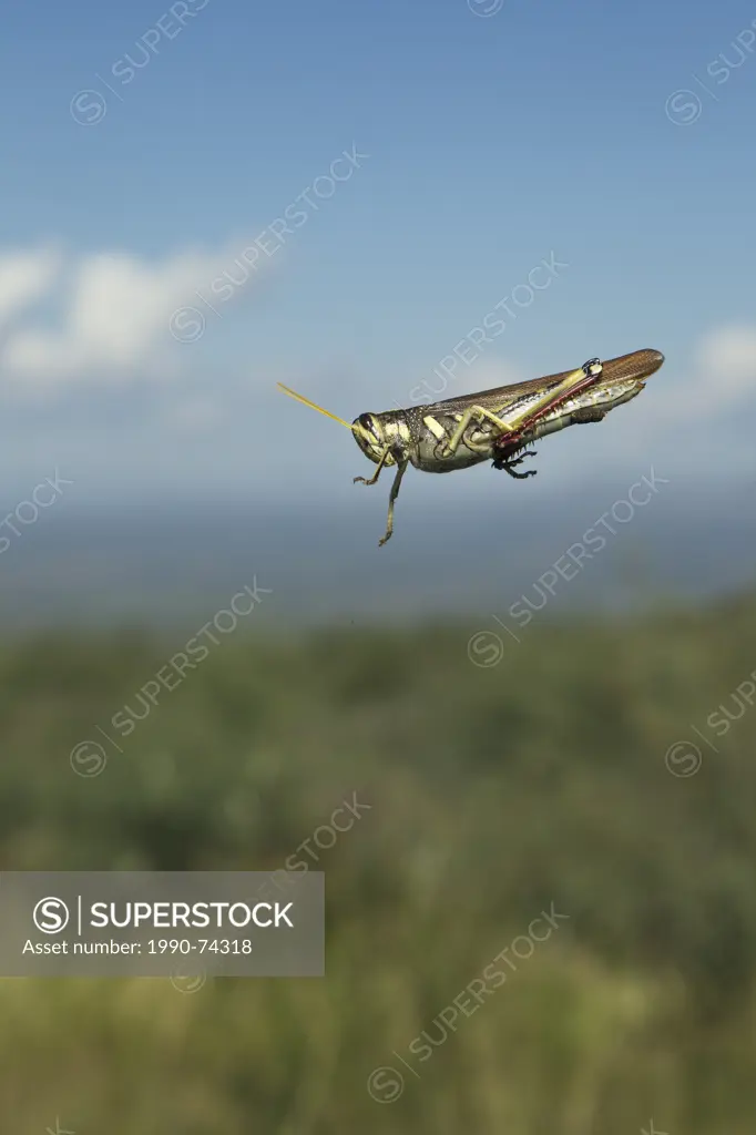 Grasshopper, probably family Acrididae, on windshield, Agua Caliente Canyon, near Amado, Arizona.