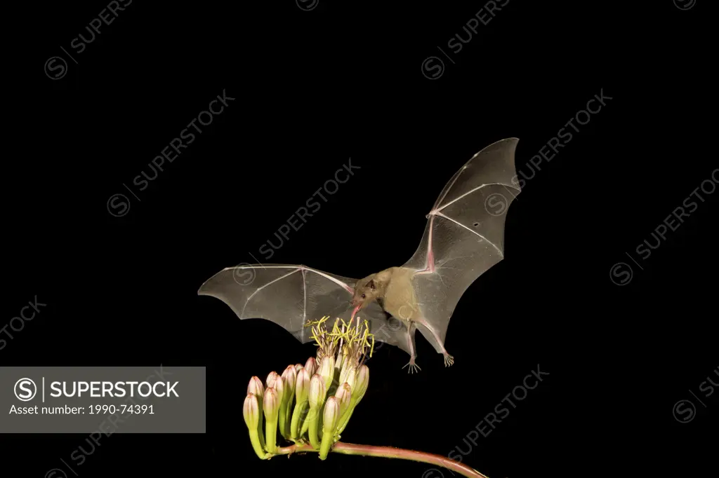Lesser long-nosed bat (Leptonycteris yerbabuenae), feeding on Agave flower, Amado, Arizona. This bat is listed as vulnerable.
