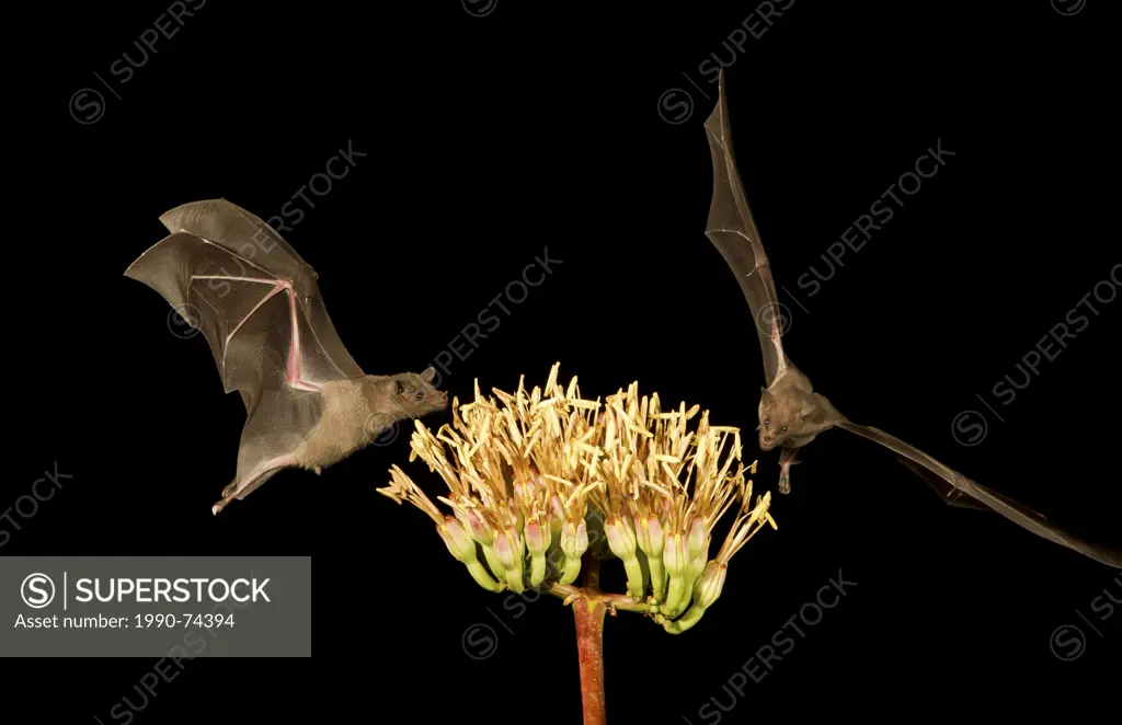 Lesser long-nosed bat (Leptonycteris yerbabuenae), feeding on Agave flower, Amado, Arizona. This bat is listed as vulnerable.