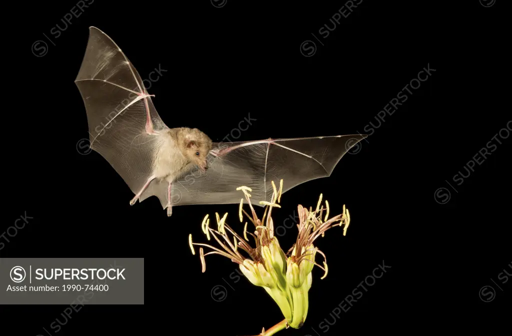 Mexican long-tongued bat (Choeronycteris mexicana), feeding on Agave flower, Amado, Arizona. This species of bat is listed as near threatened.