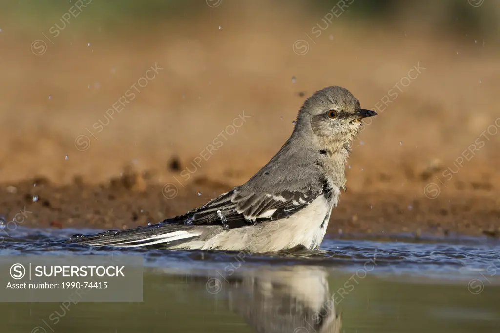 Northern mockingbird (Mimus polyglottos), bathing, Santa Clara Ranch, near Edinburg, South Texas.