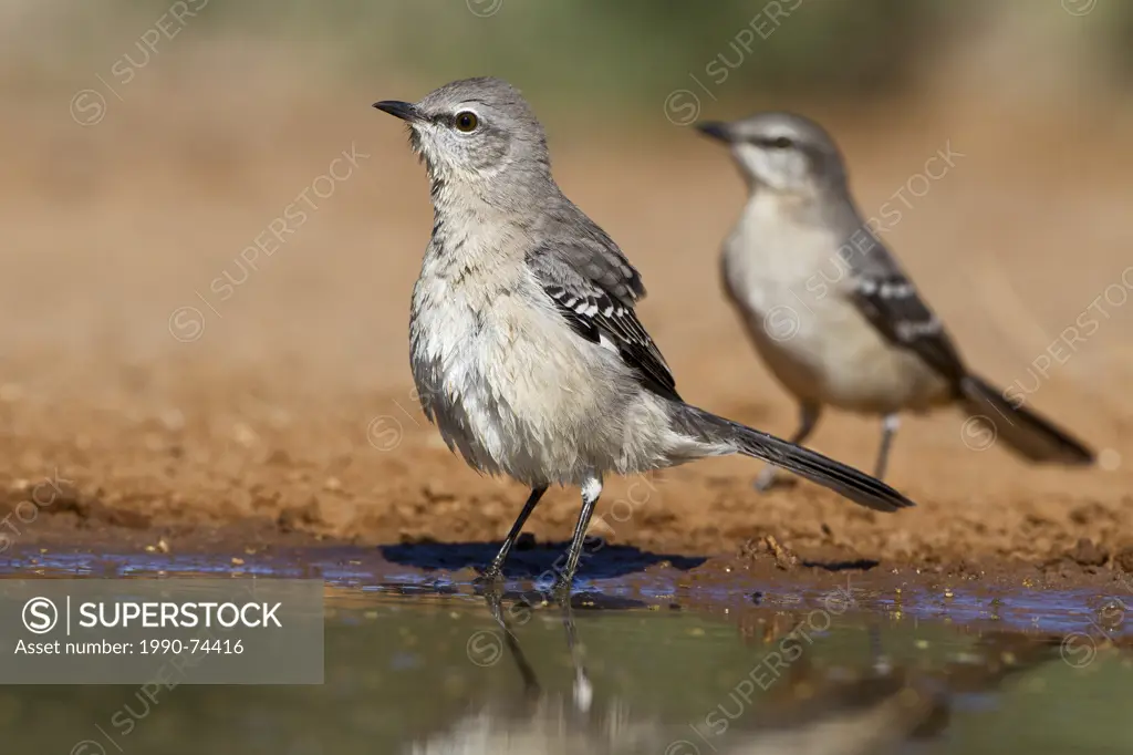 Northern mockingbird (Mimus polyglottos), adults, at pond to drink water, Santa Clara Ranch, near Edinburg, South Texas.