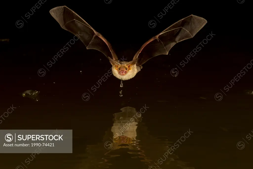 Pallid bat (Antrozous pallidus), drinking, Elephant Head Pond, Amado, Arizona.