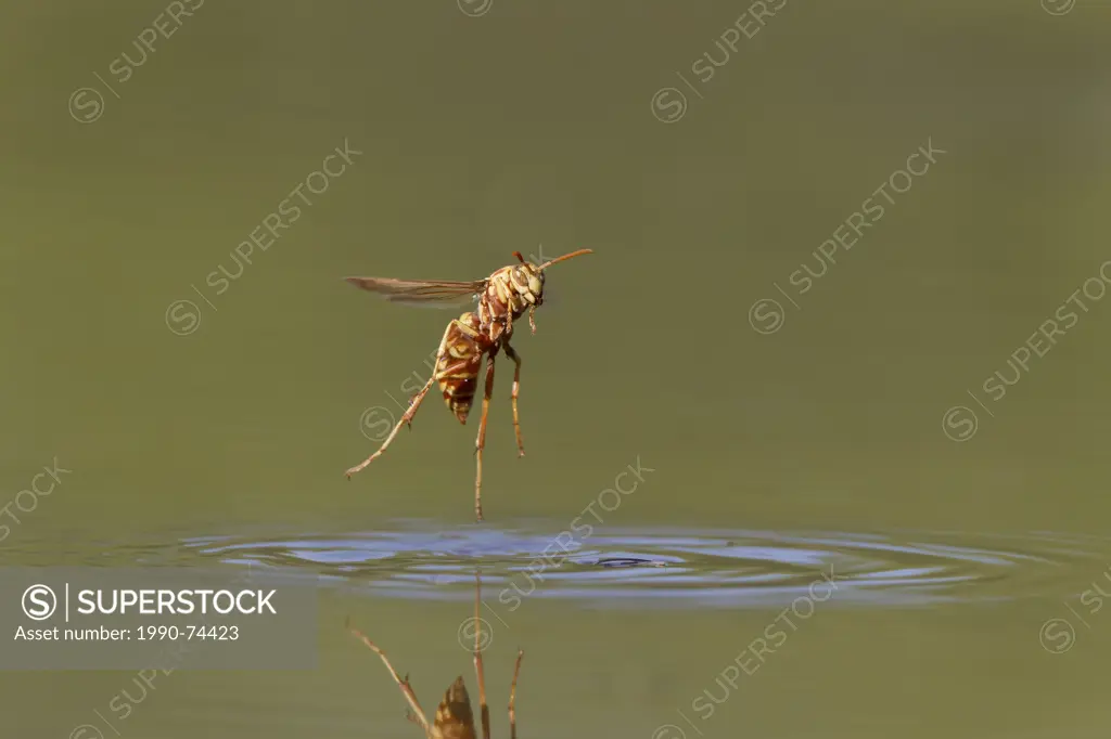 Paper wasp (Polistes sp.), taking off from surface of pond after drinking water, Laguna Seca Ranch, near Edinburg, South Texas.