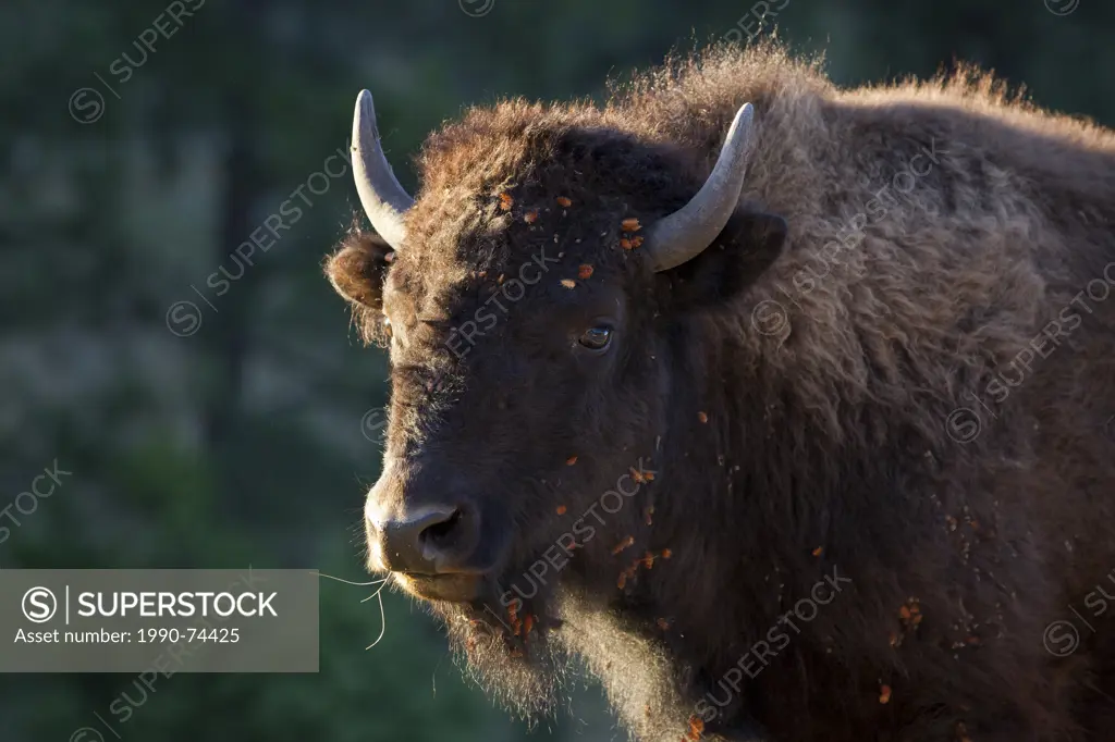 Plains bison (Bison bison bison), cow backlit, Custer State Park, South Dakota.