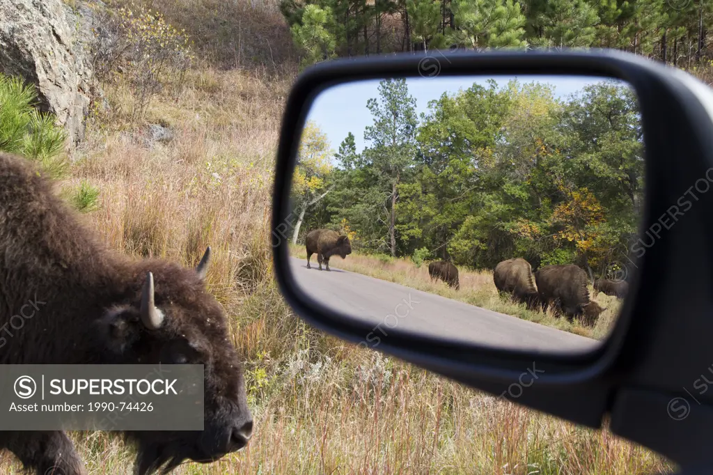 Plains bison (Bison bison bison) in rearview mirror, Custer State Park, South Dakota.