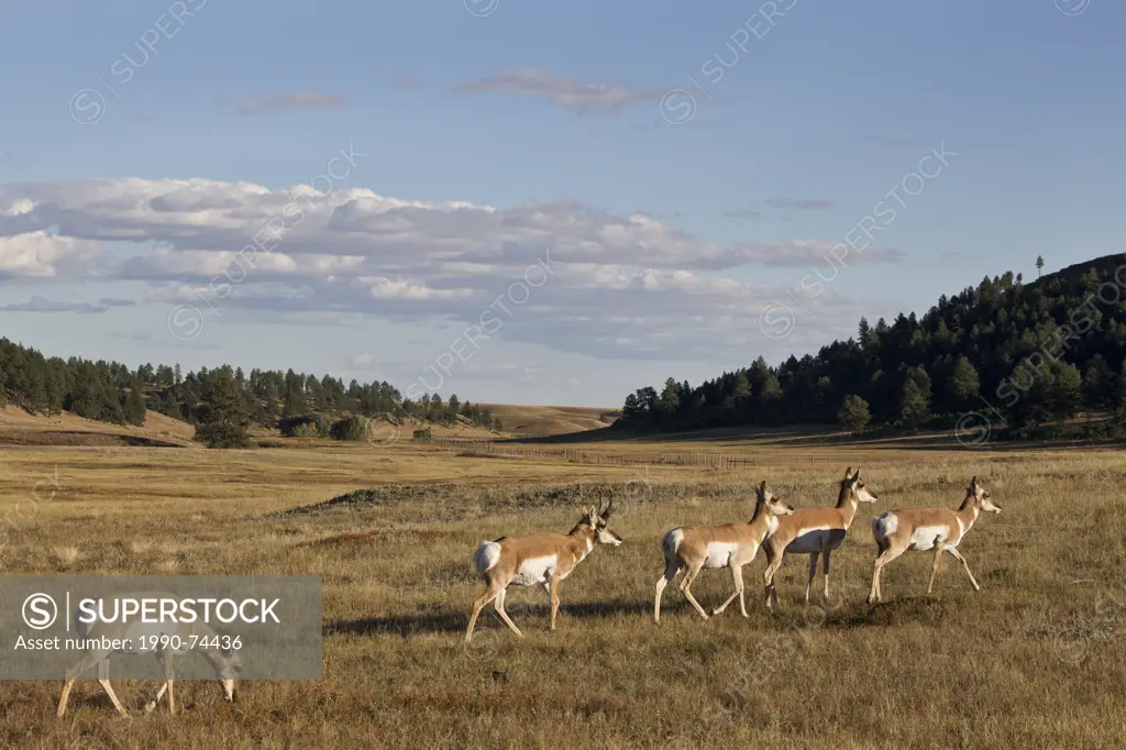Pronghorn (Antilocapra americana), buck and does, Custer State Park, South Dakota.