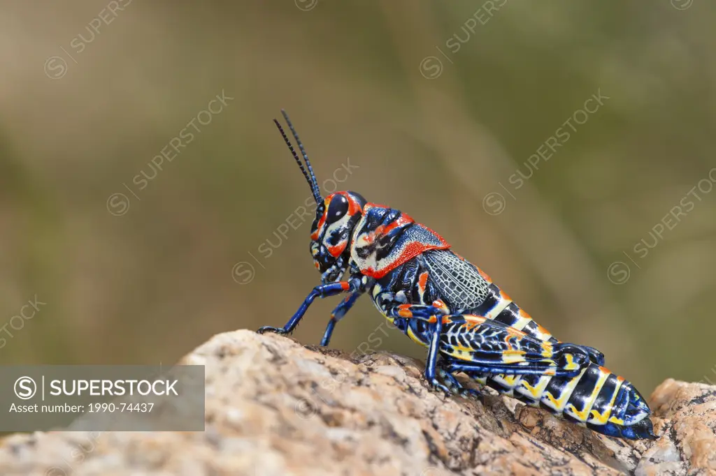 Rainbow grasshopper (Dactylotum bicolor), near Amado, Arizona