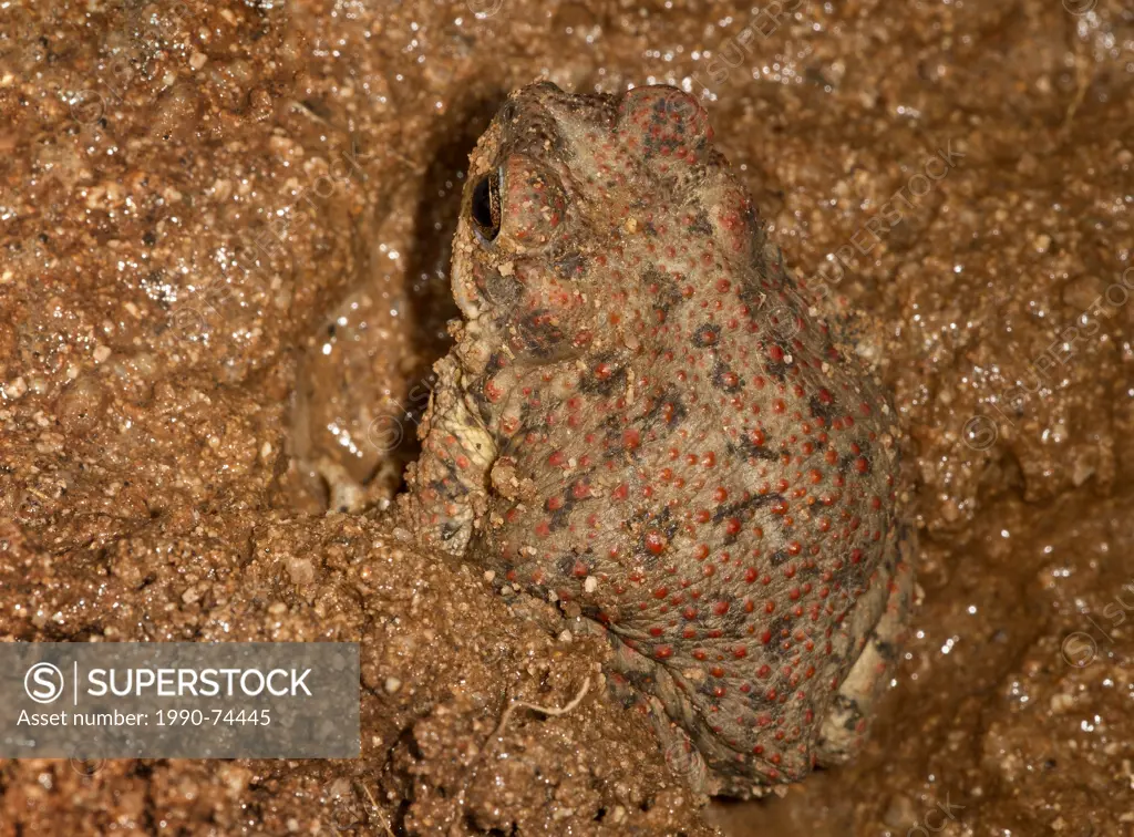 Red-spotted toad (Bufo punctatus), buried in sand, Amado, Arizona. (temporarily captive)