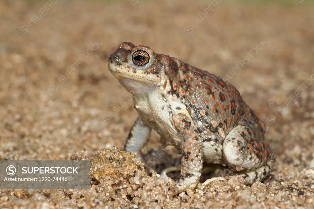 Red-spotted toad (Bufo punctatus), Amado, Arizona. (temporarily captive)