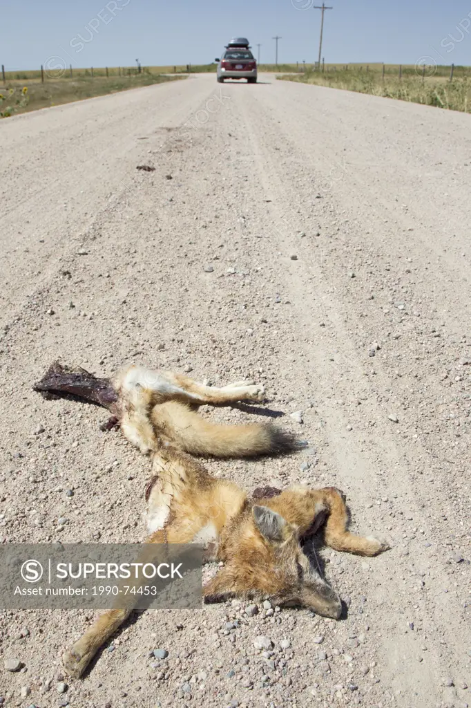 Road-killed swift fox kit (Vulpes velox), near Pawnee National Grassland, Colorado. Vehicles are a major source of mortality for swift foxes. This spe...