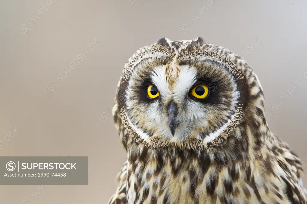 Short-eared owl (Asio flammeus), female, Boundary Bay, British Columbia.