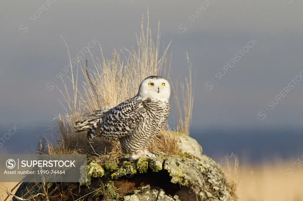 Snowy owl (Nyctea scandiaca), Boundary Bay, British Columbia.
