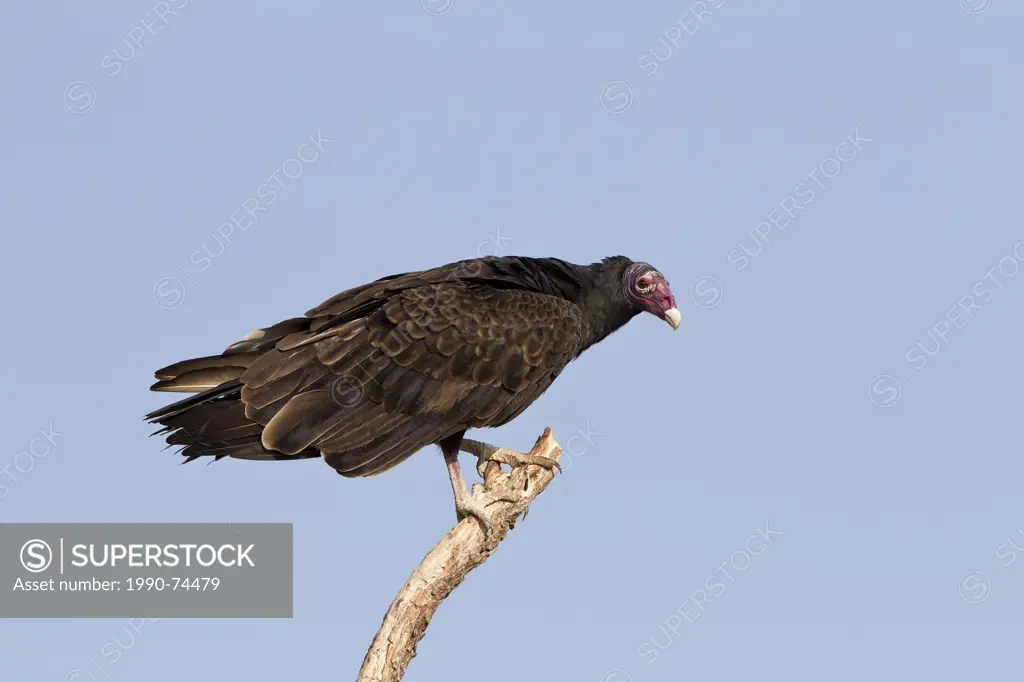 Turkey vulture (Cathartes aura), Martin Refuge, near Edinburg, South Texas.