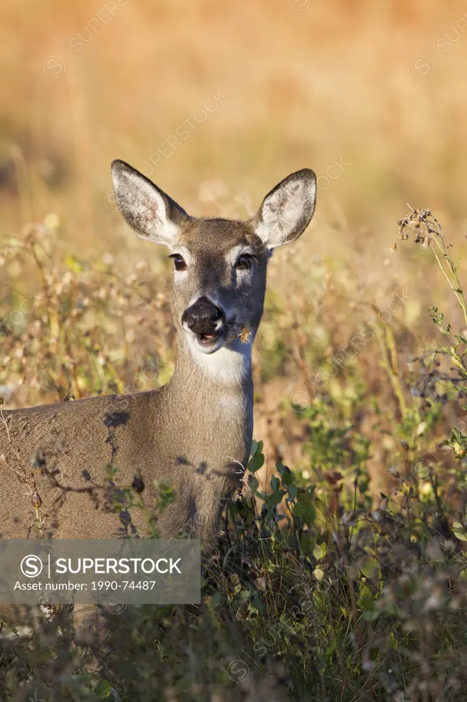 White-tailed deer (Odocoileus virginianus), doe eating, Custer State Park, South Dakota.