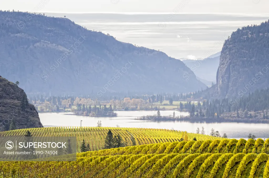 View of vineyards in the fall with Vaseux Lake and McIntyre Bluff between the town of Oliver and Okanagan Falls, Okanagan Valley of British Columbia, ...