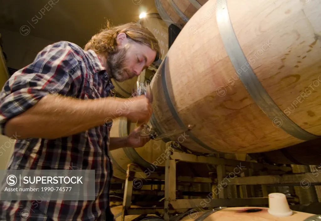 Winemaker inspects wine in the barrel room of Eau Vivre winery in Keremeos in the Similkameen region of British Columbia, Canada