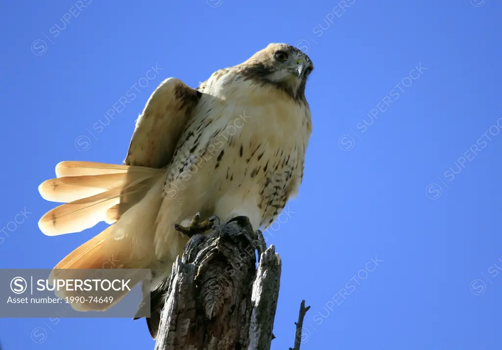 red tail hawk, buteo jamaicenis, looking down from perch, Cambridge, Ontario, Canada