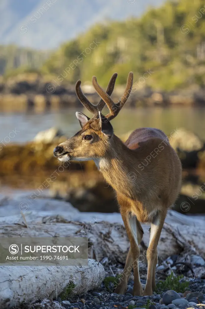 The setting sun illuminates a lone Buck Black Tailed Deer (Odocoileus hemionus columbianus) feeding on an island in Nuchatlitz Provincial Park off Van...