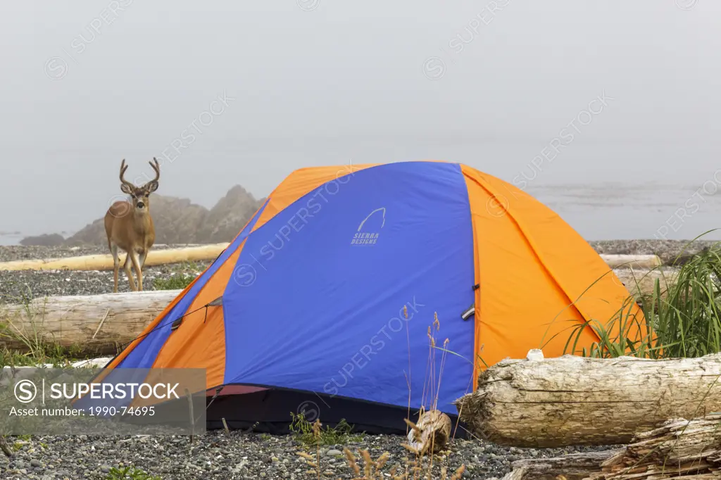 A Buck Black Tailed Deer (Odocoileus hemionus columbianus) investigates a kayaker's tent on an island in Nuchatlitz Provincal Park, off the west coast...