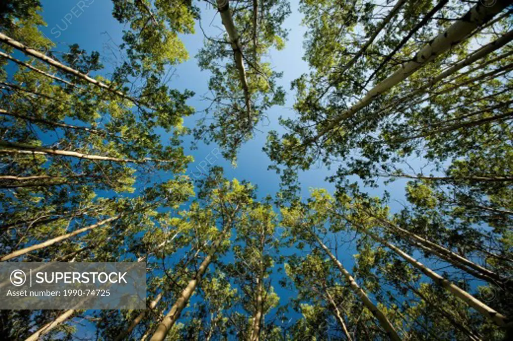 Looking up at the canopy in a forest of the Canadian Rocky Mountains, Populus tremuloides