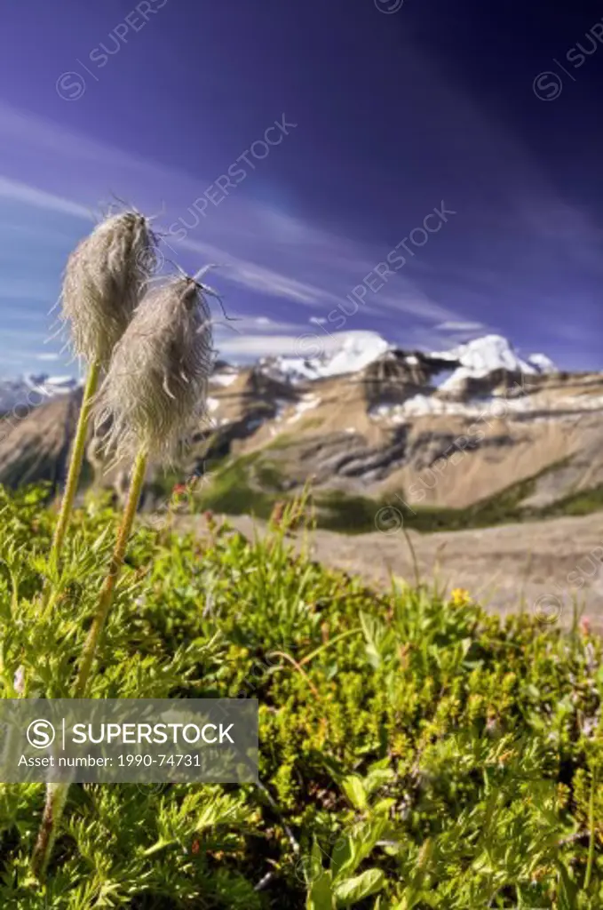 Western Anemones in an alpine meadow, Lyells Area, British Columbia, Canada.