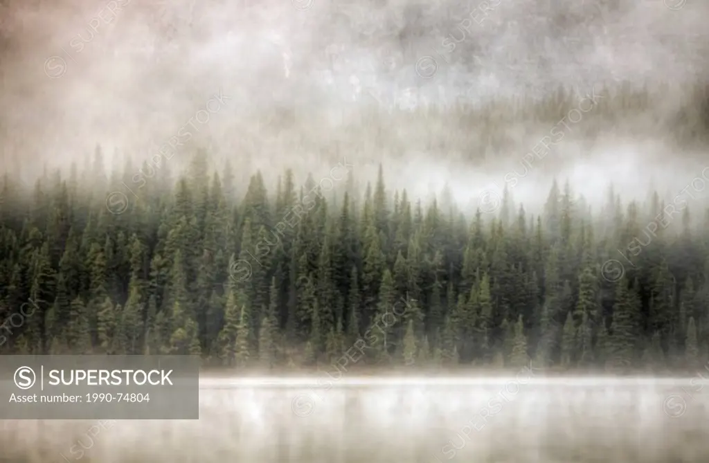 Fog and trees, Waterfowl Lake, Banff National Park, Alberta, Canada.