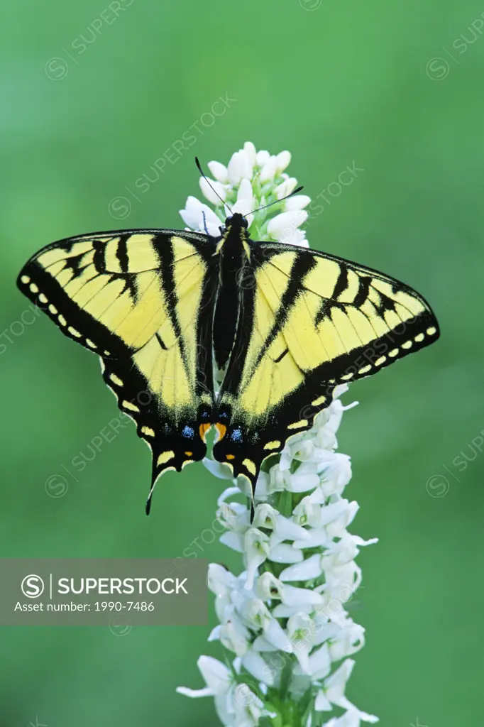 tiger swallowtail on bog orchid, Wells Gray Provincial Park, British Columbia, Canada