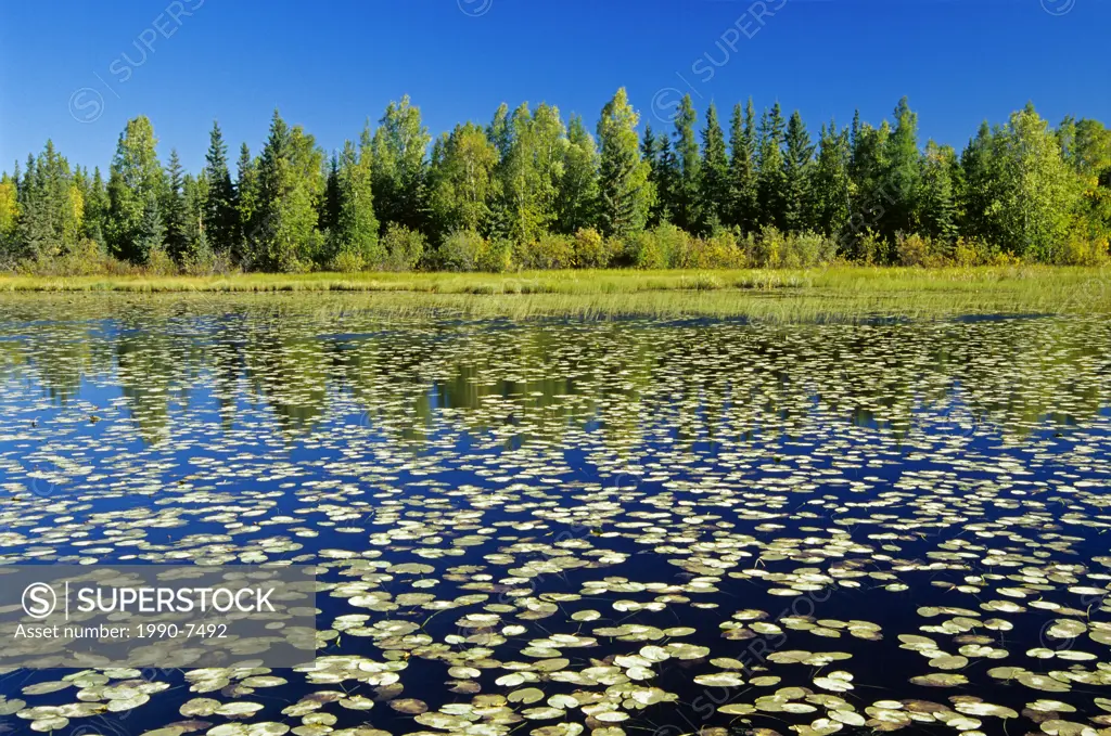 wetland and boreal forest near Yellowknife, Northwest Territories, Canada