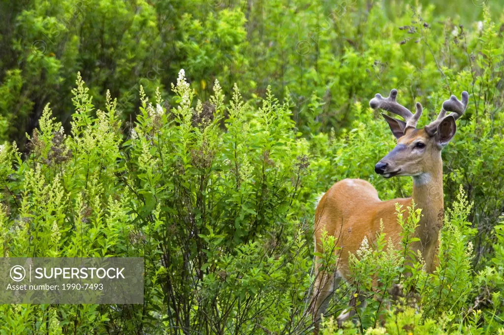 Whitetail deer in meadow, Killarney Provincial Park, Ontario, Canada