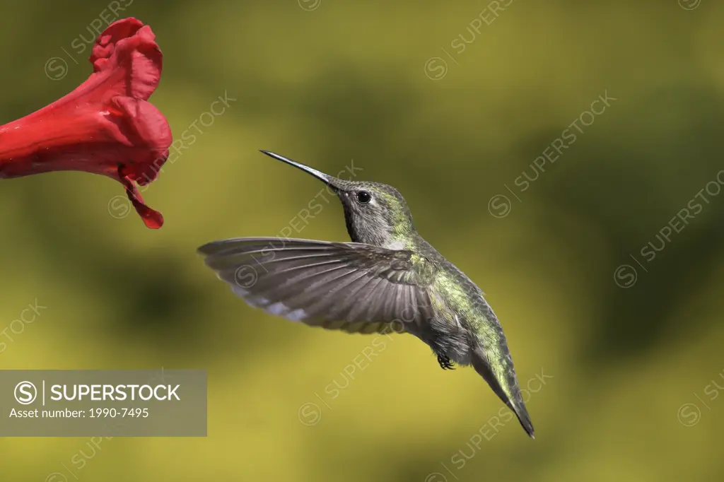 Anna´s Hummingbird Calypte anna, British Columbia, Canada