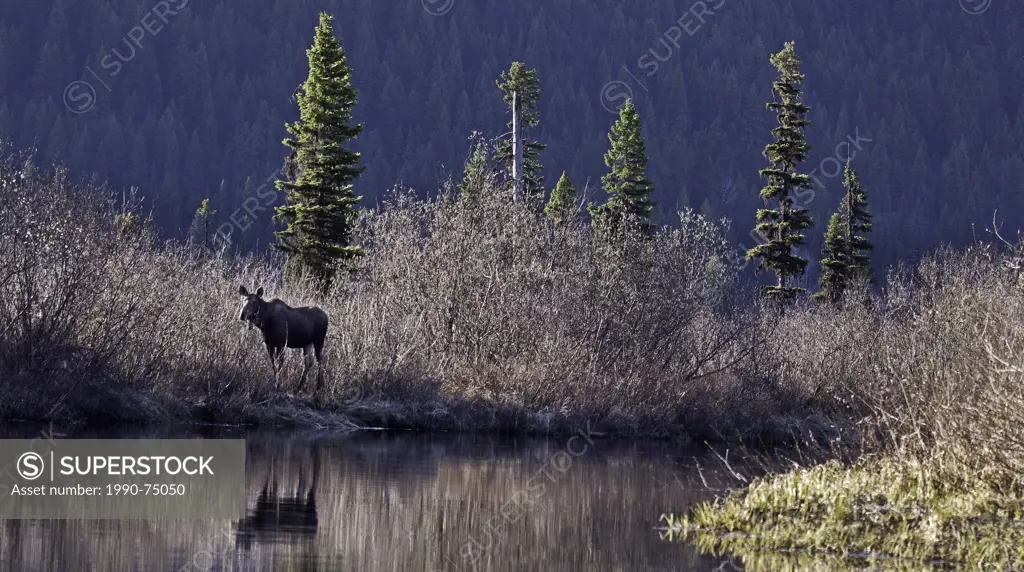 Moose (Alces alces), Bowron River Marsh, Bowron Lake Provincial Park, British Columbia, Canada
