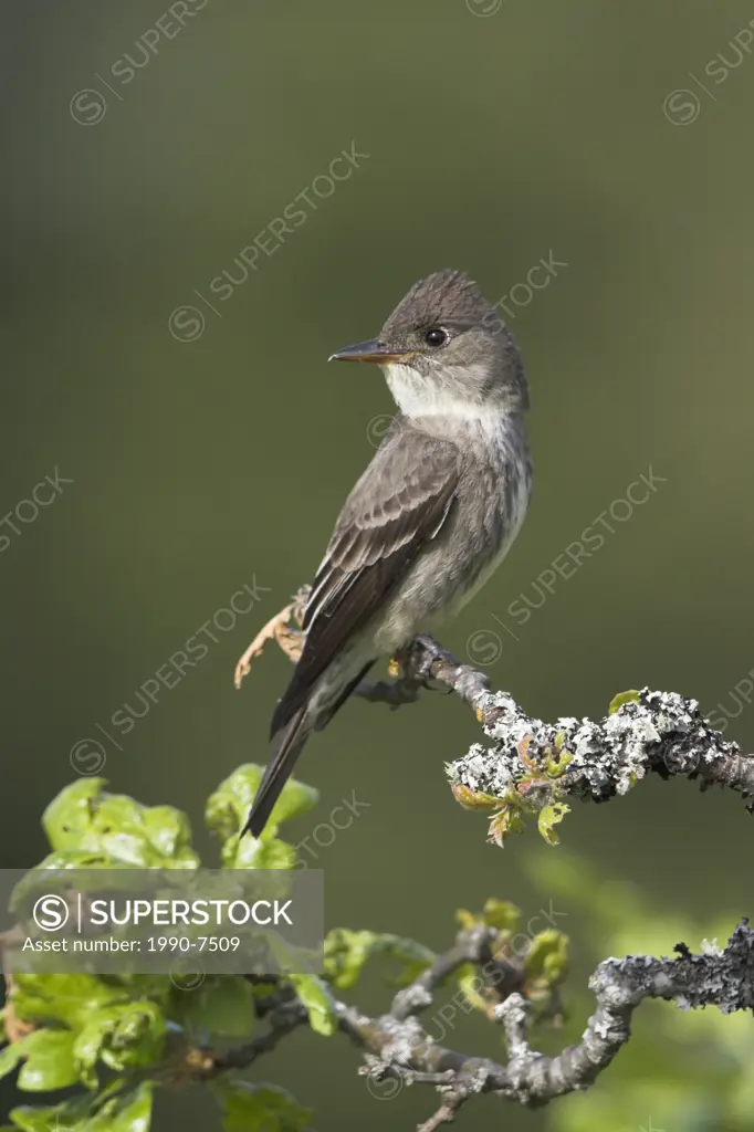 Olive-sided Flycatcher Contopus cooperi, British Columbia, Canada