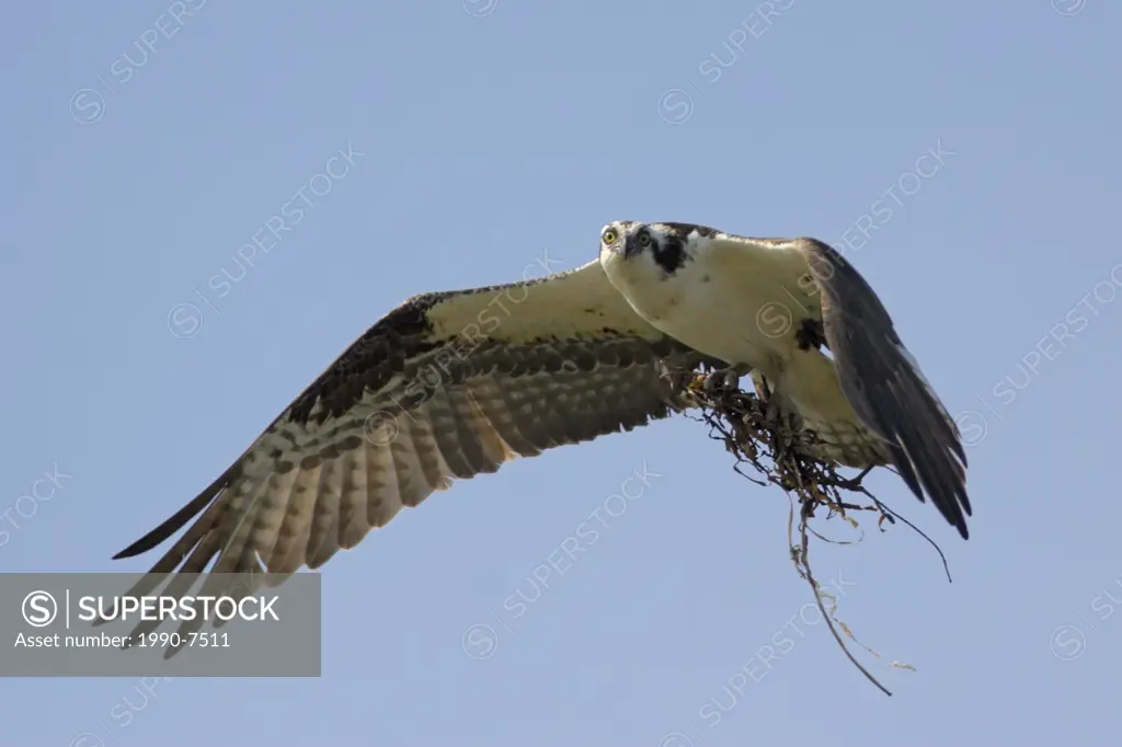 Osprey Pandion haliaetus, British Columbia, Canada